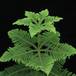 Araucaria heterophylla leaf