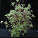 Aeonium lindleyi 2