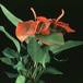 Anthurium scherzerianum 2020