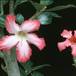 Adenium obesum 1