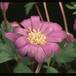 Anemone hybrid 2785