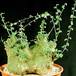 Adenia sp. 1639