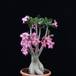 Adenium obesum SIb