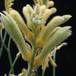 Anigozanthos flavidus SIf