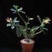 Adenium obesum sp SIb