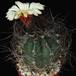 Astrophytum senile Viesca SIb