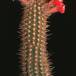 Arrojadoa aureispina 879