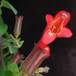 Aeschynanthus lobbianus SIf1