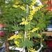 Acacia armata SIb