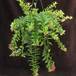 Aeschynanthus lobbianus 1