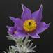 Anemone pulsatilla 4