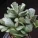 Adromischus cooperi body