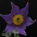 Anemone pulsatilla 5