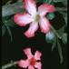 Adenium sp. 1603
