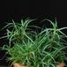 Aloe arborescens 1