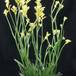 Anigozanthos flavidus 1