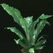 Asplenium nidus 1885