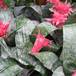 Aechmea fasciata group