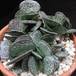 Adromischus trigynus body