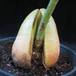 Avocado persea americana 1