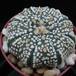 Astrophytum asterias supercabuto