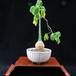 Adenia glauca