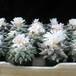 Ariocarpus sp. 4