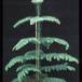Araucaria heterophylla 3004