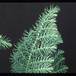 Araucaria heterophylla 3005