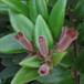 Aeschynanthus lobbianus SIf2
