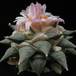 Ariocarpus retusus SIs