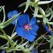 Anagalis monelli flower