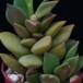 Anacampseros telephiastrum SIl