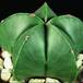 Astrophytum myriostigma nudum SIb
