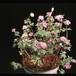 Anemone hybrid 2784