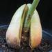 Avocado persea americana SIfr