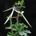 Adenium obesum SIfr