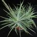 Aloe humilis SIb