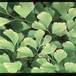 Adiantum raddianum 1944