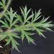 Anemone pulsatilla 6