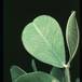 Arachis hypogea-1900
