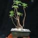 Aeonium gomerense