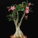 Adenium obesum1 PP20107