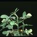 Arachis hypogea-1898