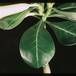 Adenium obesum - list 1684