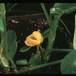 Arachis hypogea-1899