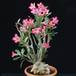 Adenium obesum cvetovi