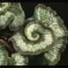 Begonia rex -Escargot- 1928