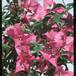 Bougainvillea glabra 1964