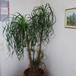 Beaucarnea recurvata 2